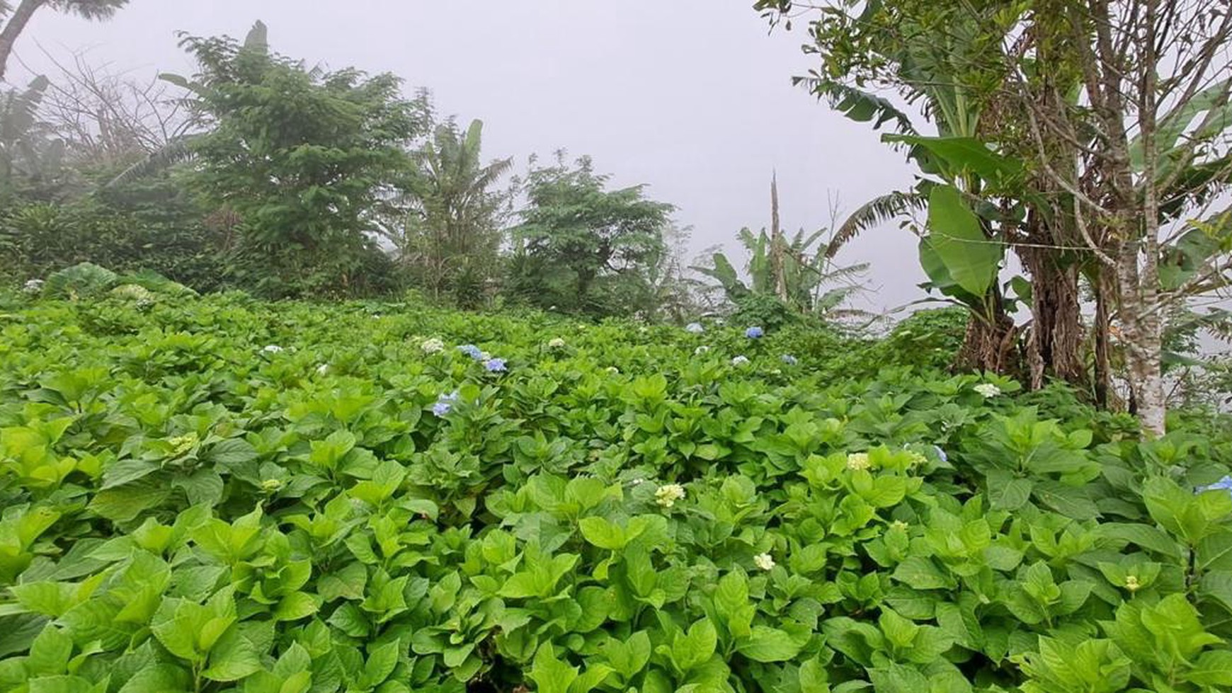 Land Freehold in Wanagiri Bedugul Bali