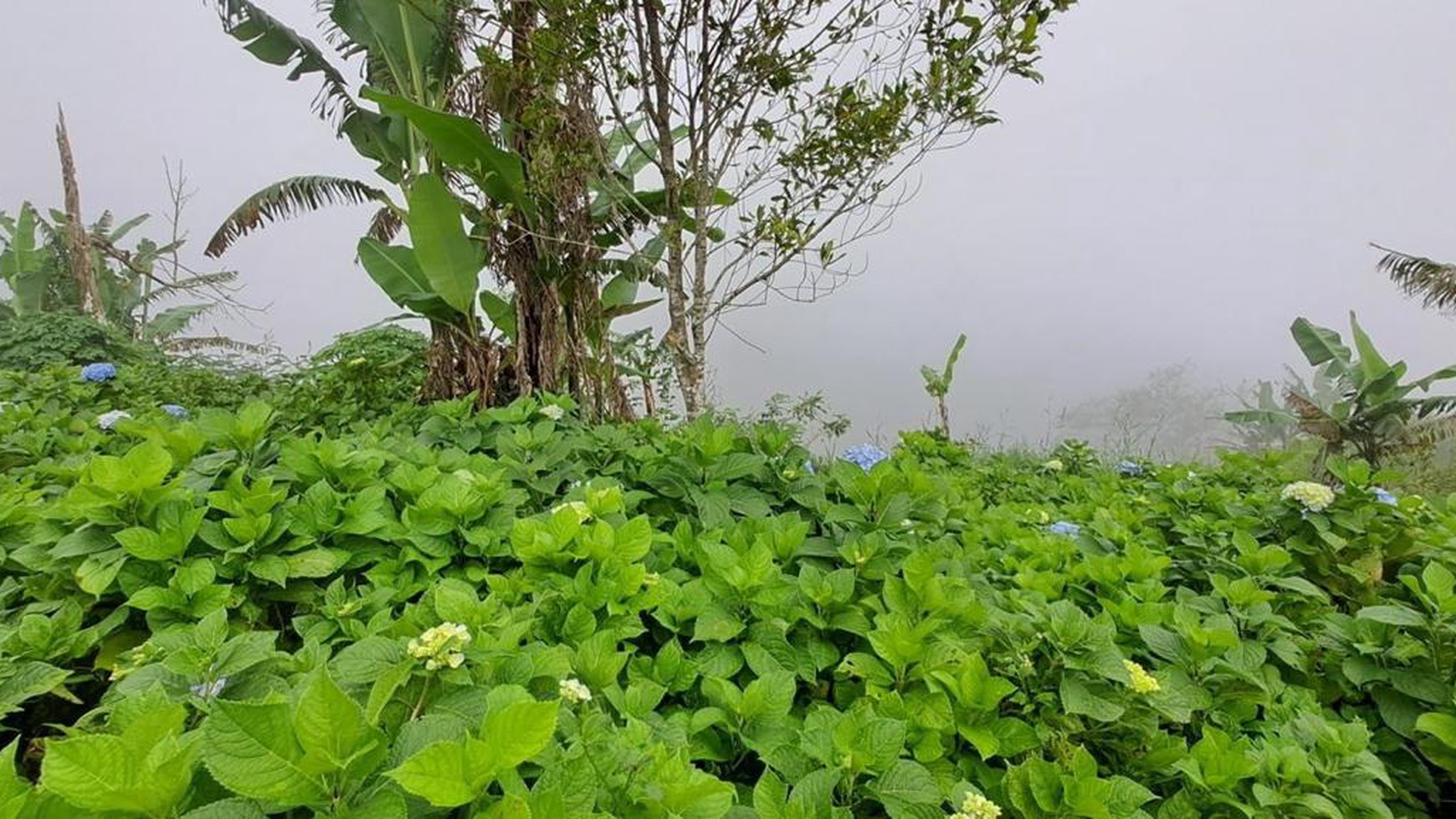 Land Freehold in Wanagiri Bedugul Bali
