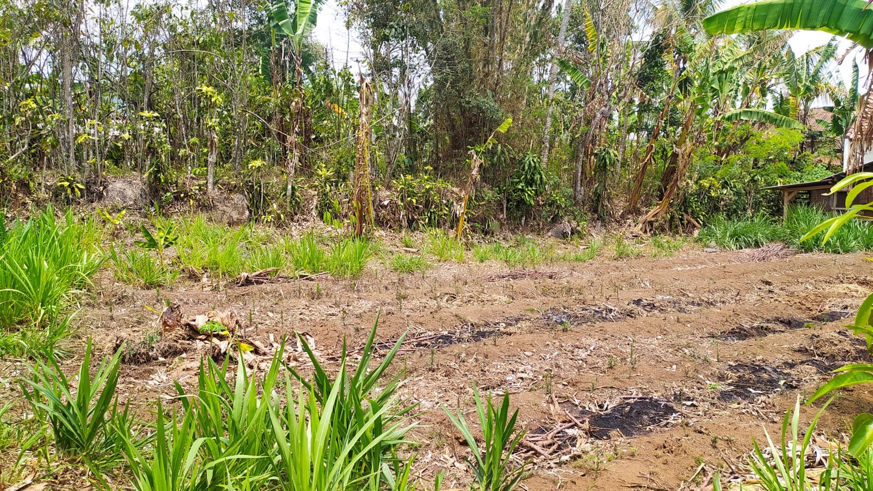 Jual Cepat Tanah SHM Dekat Dengan Agrowisata Kebun Teh Wonosari