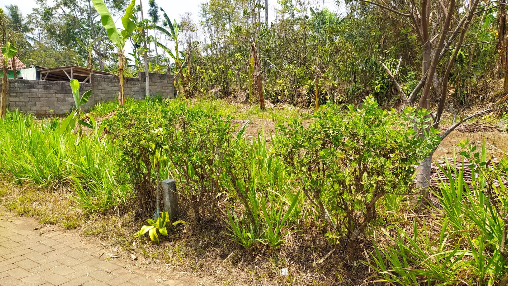Jual Cepat Tanah SHM Dekat Dengan Agrowisata Kebun Teh Wonosari