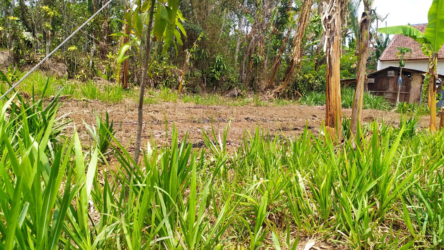 Jual Cepat Tanah SHM Dekat Dengan Agrowisata Kebun Teh Wonosari