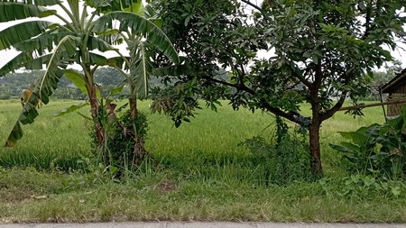 Tanah Sawah 2000 Meter Di Mrisi Dekat Ringroad Selatan