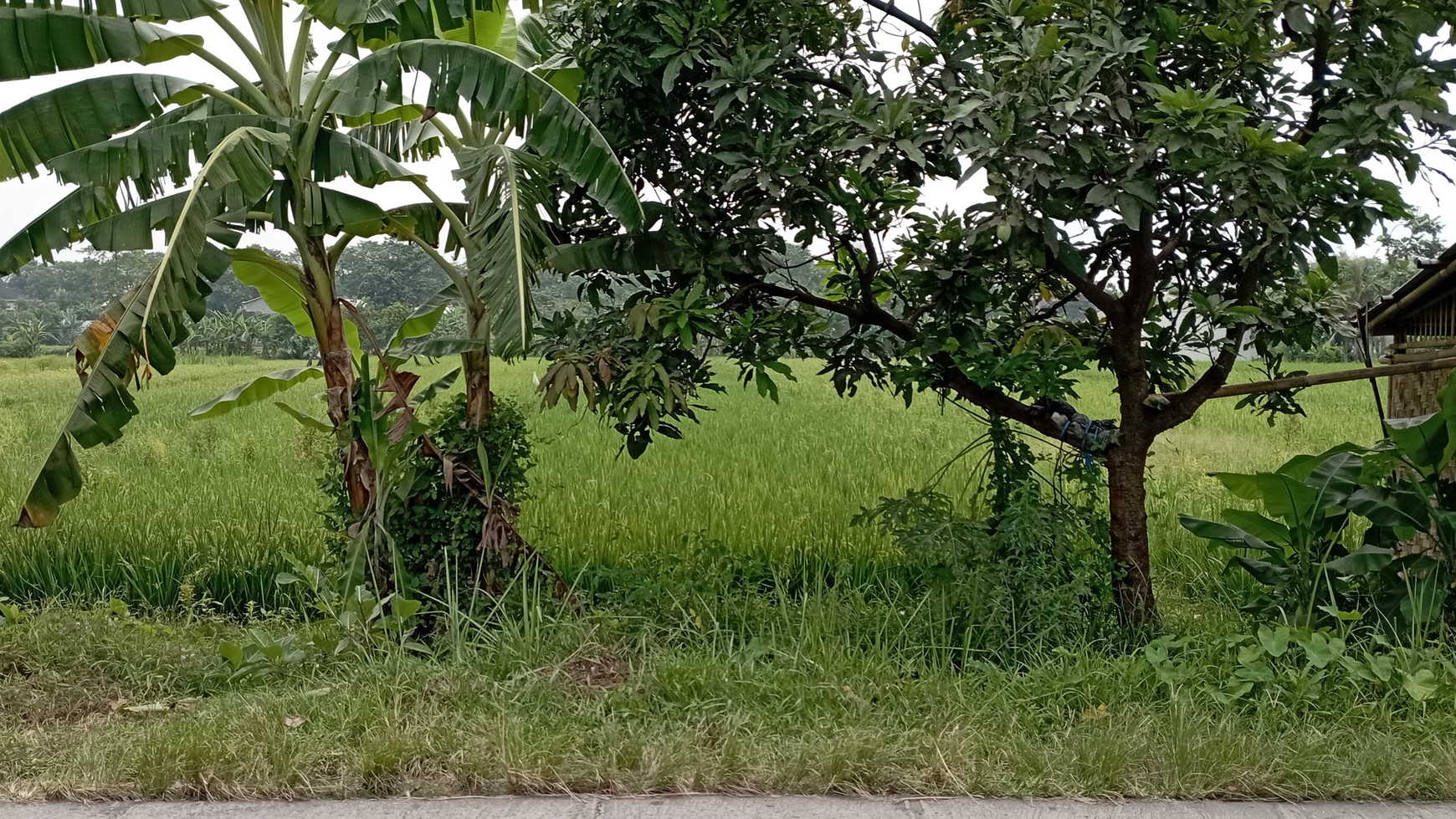 Tanah Sawah 2000 Meter Di Mrisi Dekat Ringroad Selatan