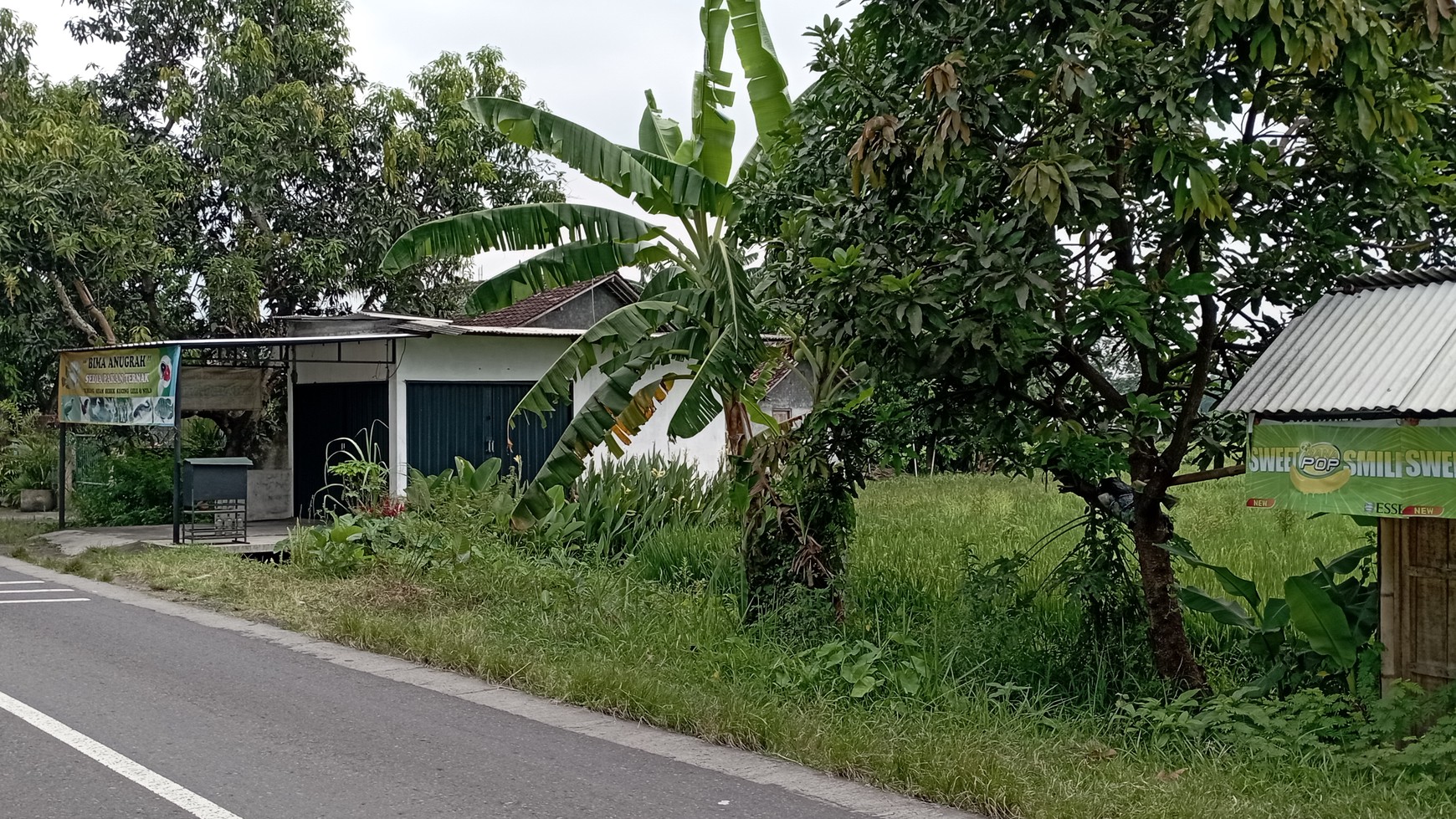 Tanah Sawah 2000 Meter Di Mrisi Dekat Ringroad Selatan