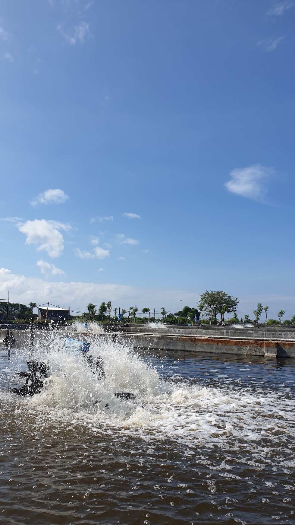 Dijual 1,6 Hektar Tambak Udang Banyuwangi Kota - Kel .kertosari -Usaha Aktif Operasional - Lokasi Bagus View Gunung View Laut
