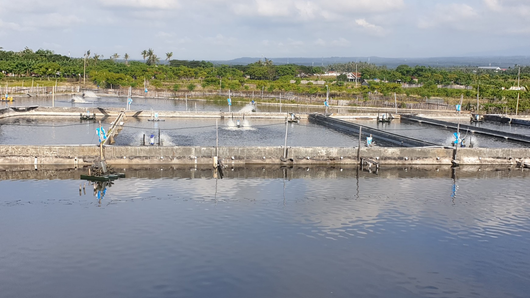 Dijual 1,6 Hektar Tambak Udang Banyuwangi Kota - Kel .kertosari -Usaha Aktif Operasional - Lokasi Bagus View Gunung View Laut
