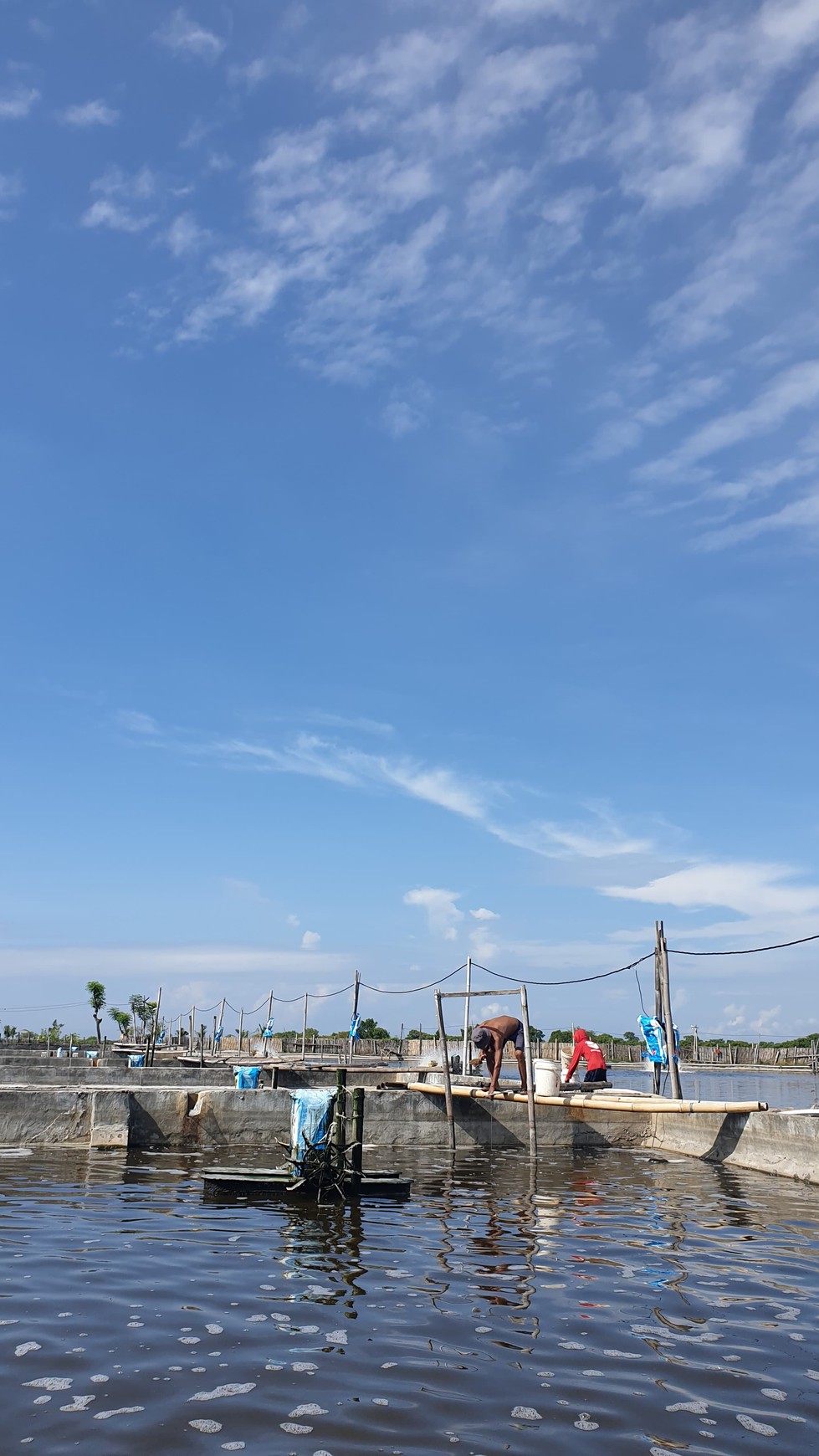 Dijual 1,6 Hektar Tambak Udang Banyuwangi Kota - Kel .kertosari -Usaha Aktif Operasional - Lokasi Bagus View Gunung View Laut