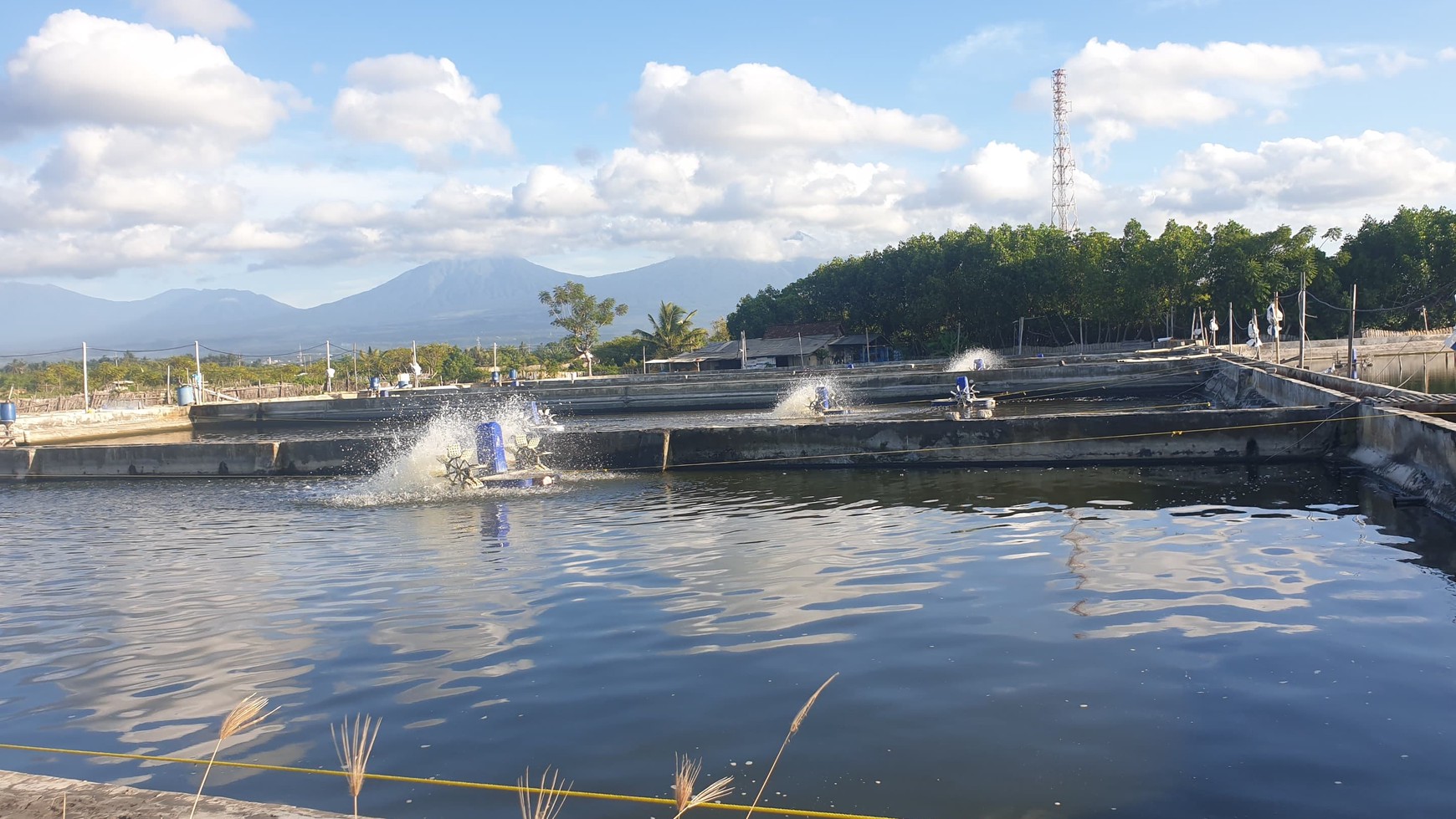 Dijual 1,6 Hektar Tambak Udang Banyuwangi Kota - Kel .kertosari -Usaha Aktif Operasional - Lokasi Bagus View Gunung View Laut