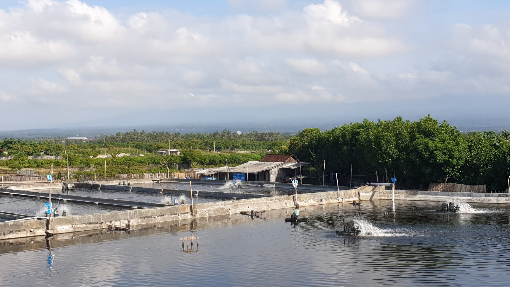 Dijual 1,6 Hektar Tambak Udang Banyuwangi Kota - Kel .kertosari -Usaha Aktif Operasional - Lokasi Bagus View Gunung View Laut