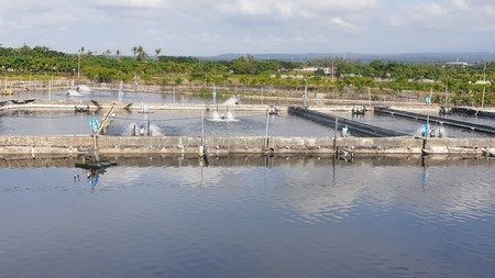 Jual Tambak Udang Aktiv Banyuwangi Kota