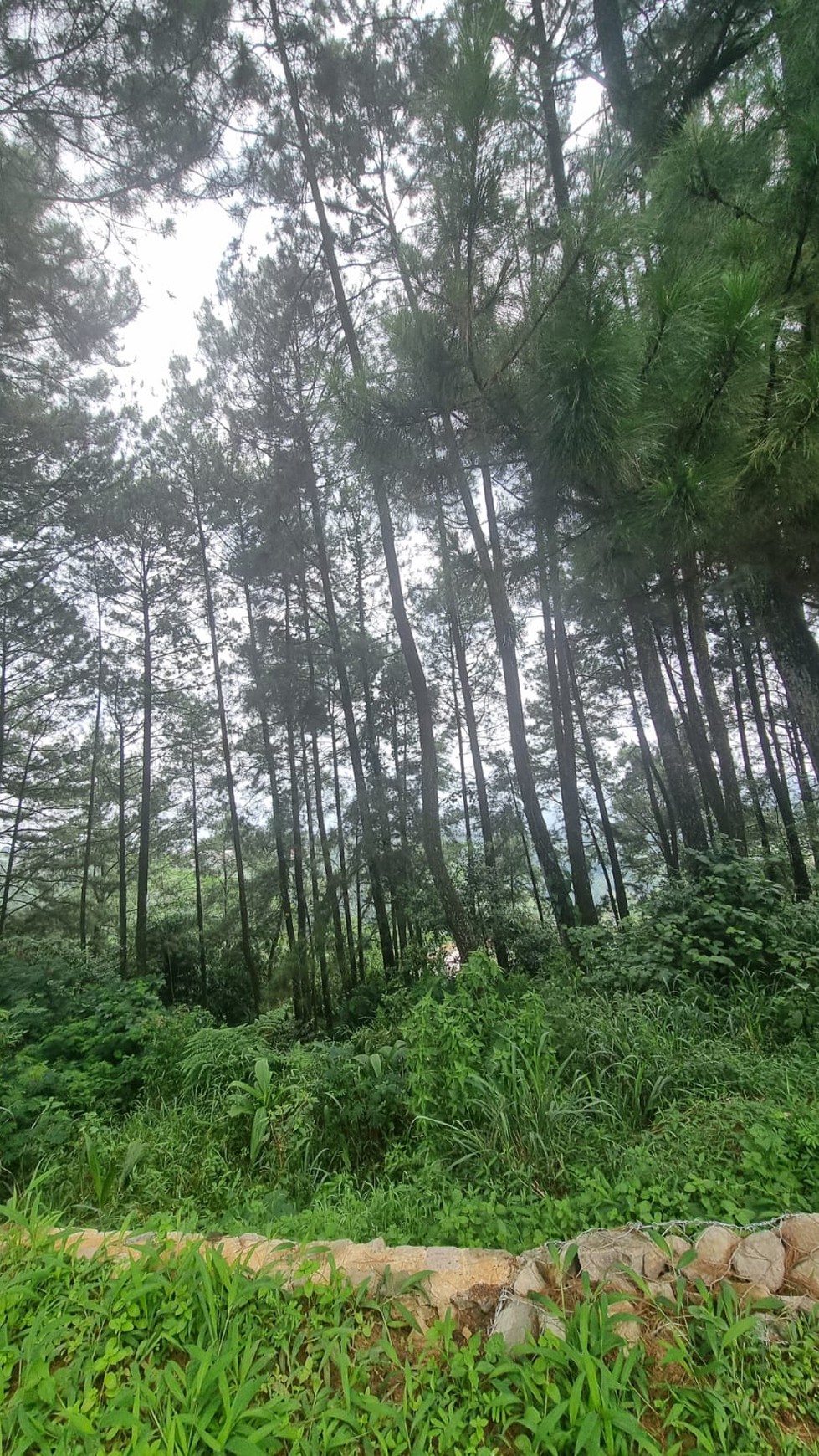 Dijual Tanah di Caringin, Bogor