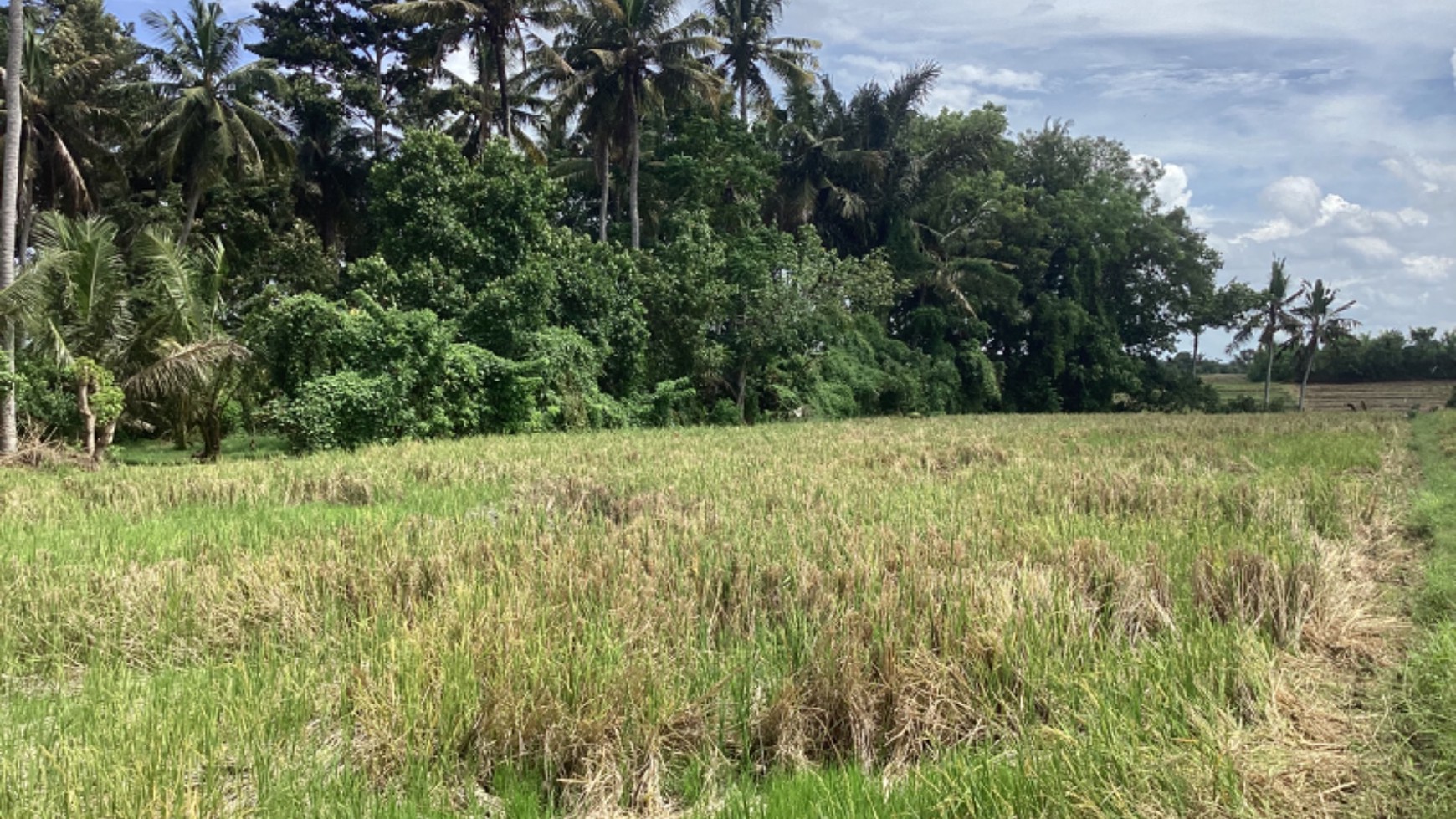 Land Freehold 2000 Sqm In Selemadeg Tabanan