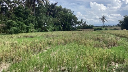 Land Freehold 2000 Sqm In Selemadeg Tabanan