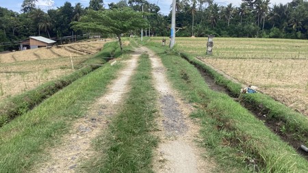 Stunning Land Freehold 2600 Sqm In Selemadeg Tabanan Bali