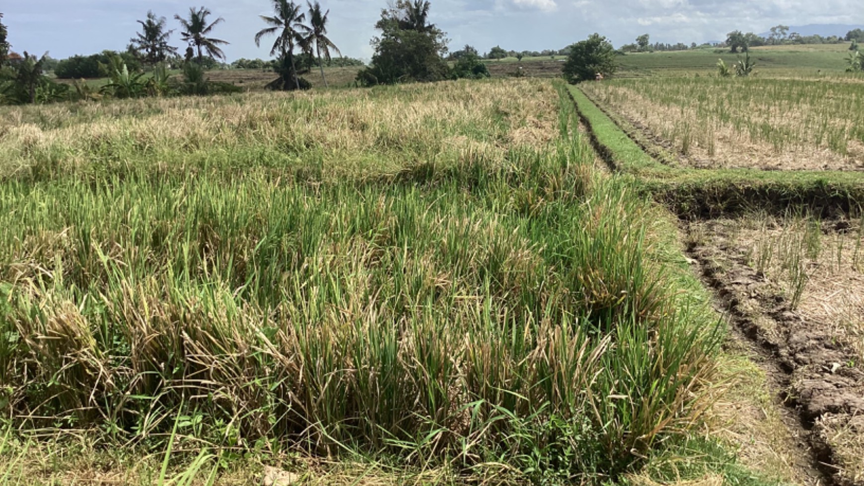 Stunning Land Freehold 2600 Sqm In Selemadeg Tabanan Bali