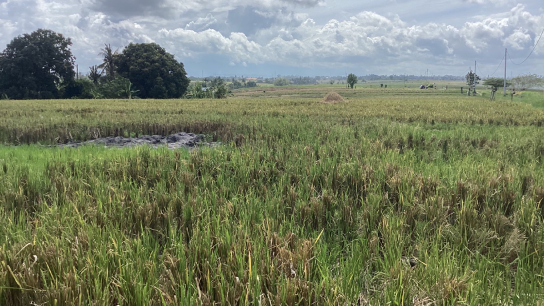 Stunning Land Freehold 2600 Sqm In Selemadeg Tabanan Bali