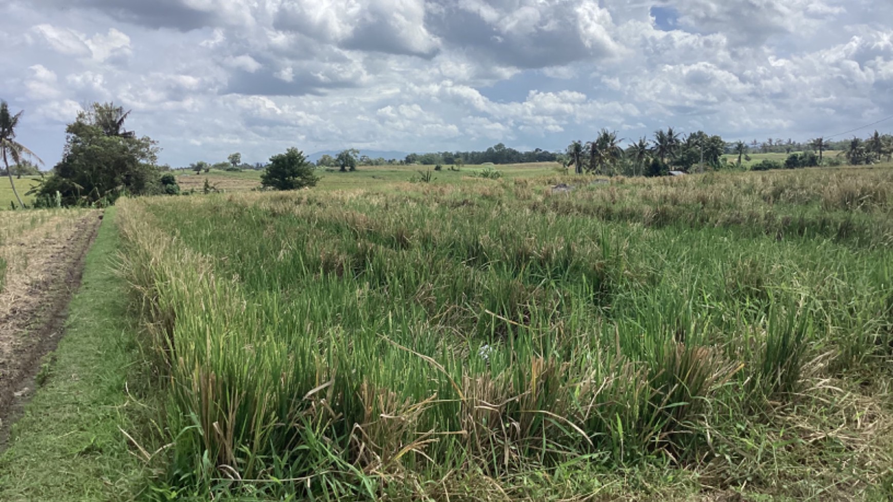 Stunning Land Freehold 2600 Sqm In Selemadeg Tabanan Bali