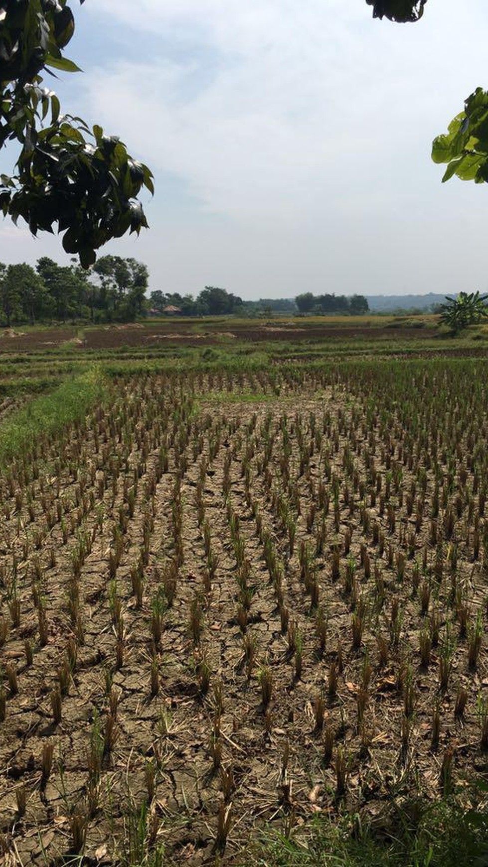 Lahan Komersil seluas 13.025m2 di Jl Raya Jonggol Cariu