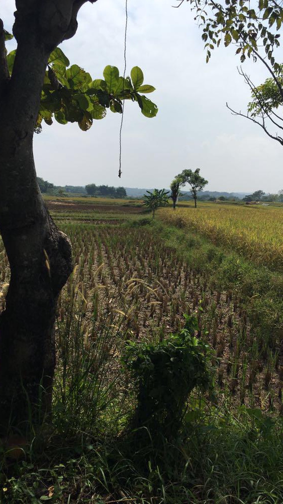 Lahan Komersil seluas 13.025m2 di Jl Raya Jonggol Cariu