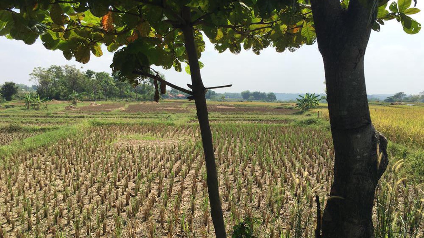 Lahan Komersil seluas 13.025m2 di Jl Raya Jonggol Cariu