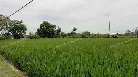 rice field land