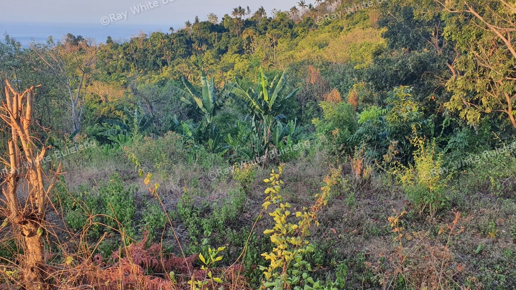 Beautiful View Land on the hill above Lovina For Sale