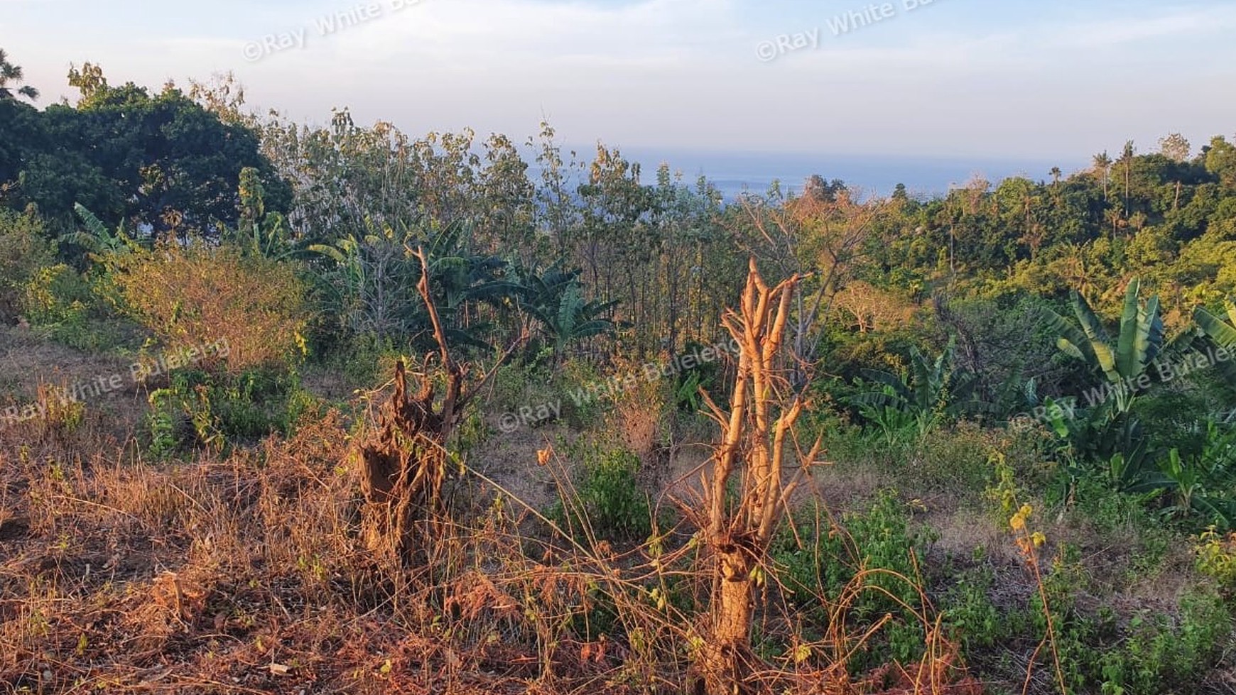 Beautiful View Land on the hill above Lovina For Sale