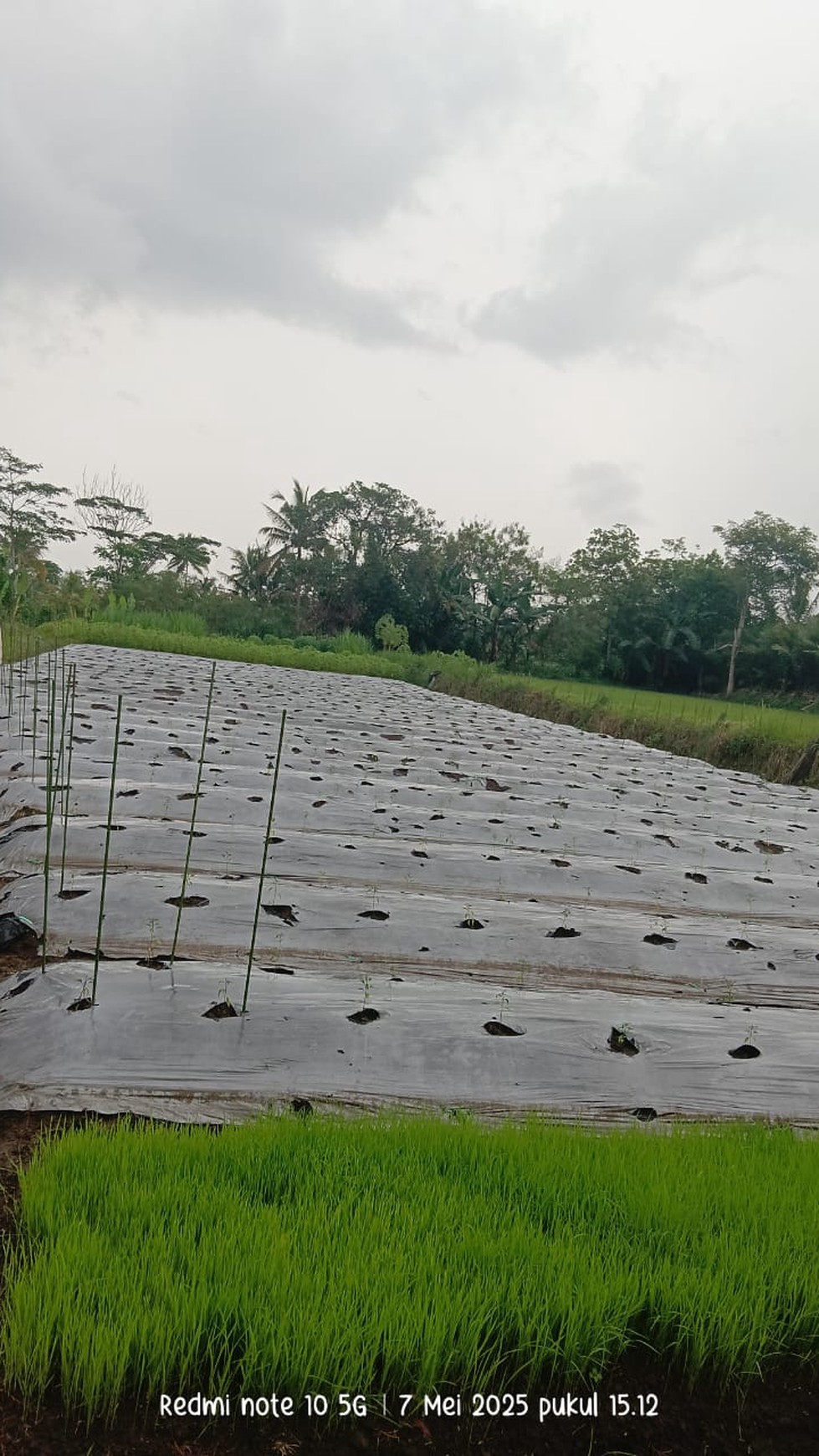 Tanah Sawah Luas 1200 Meter Persegi Lokasi Donoharjo Ngaglik Sleman 