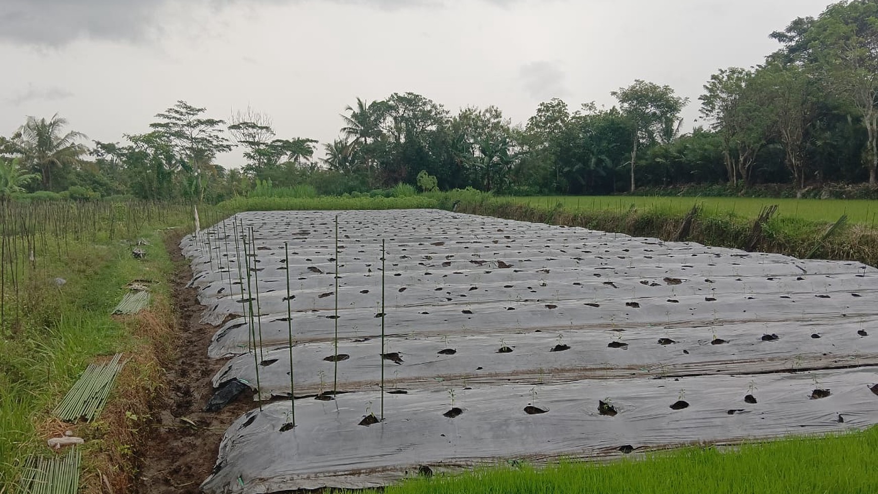 Tanah Sawah Luas 1200 Meter Persegi Lokasi Donoharjo Ngaglik Sleman 