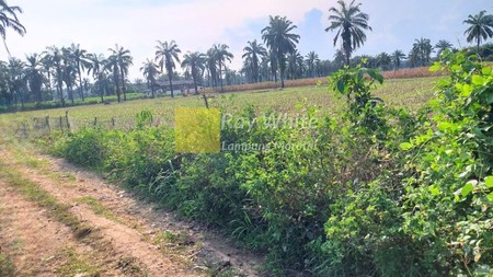 Di Jual Tanah Bangun Rejo