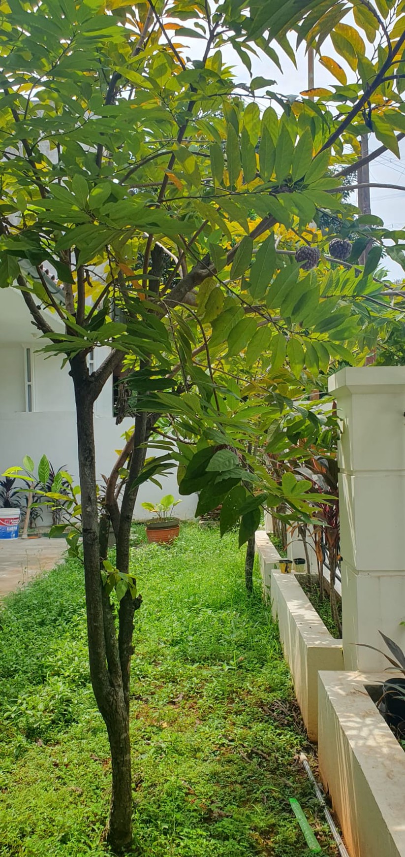 Rumah Bagus di Bintaro Jaya Sektor 9