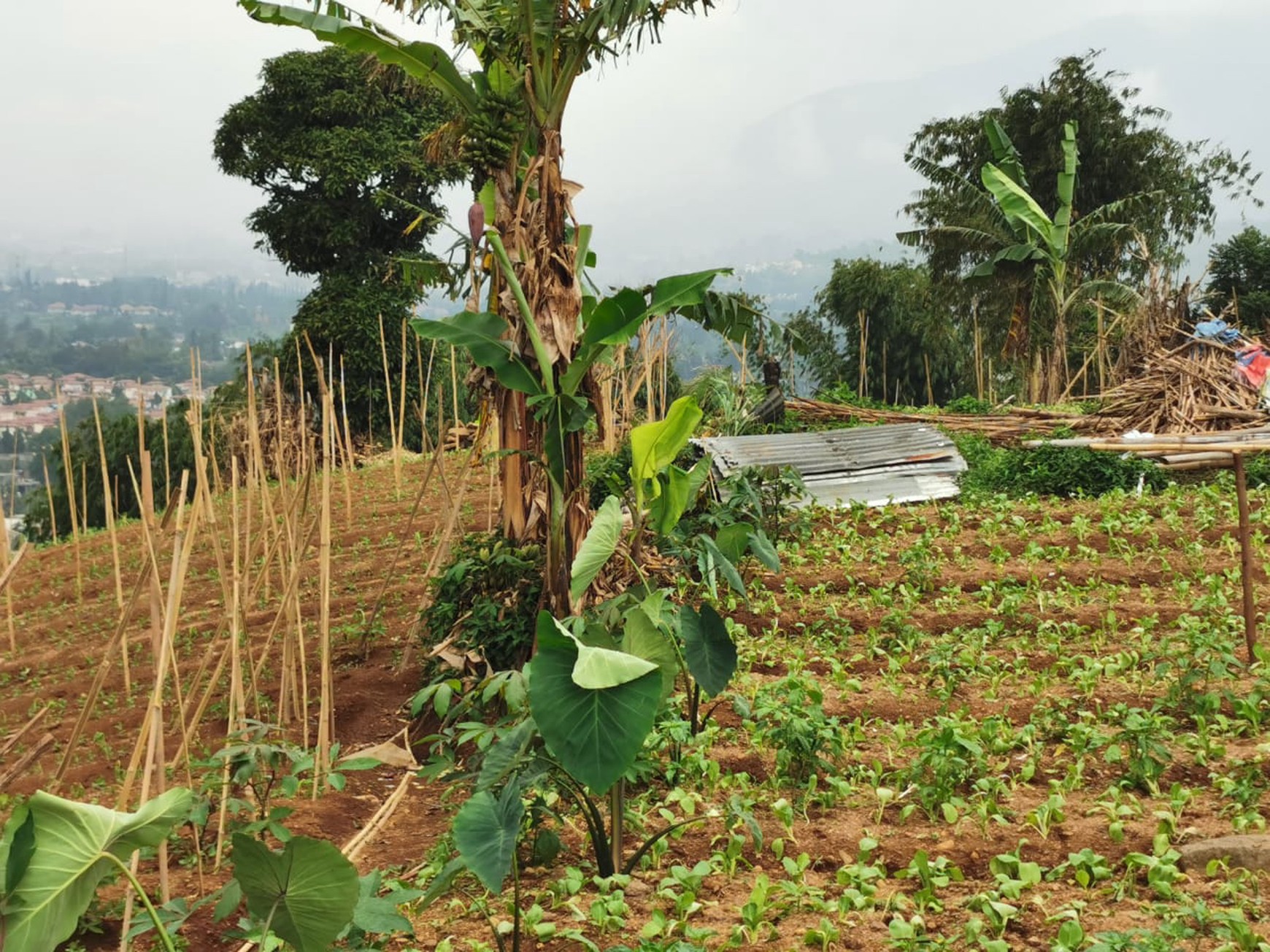 Kavling Di Desa Sukanagalih Puncak, Bogor