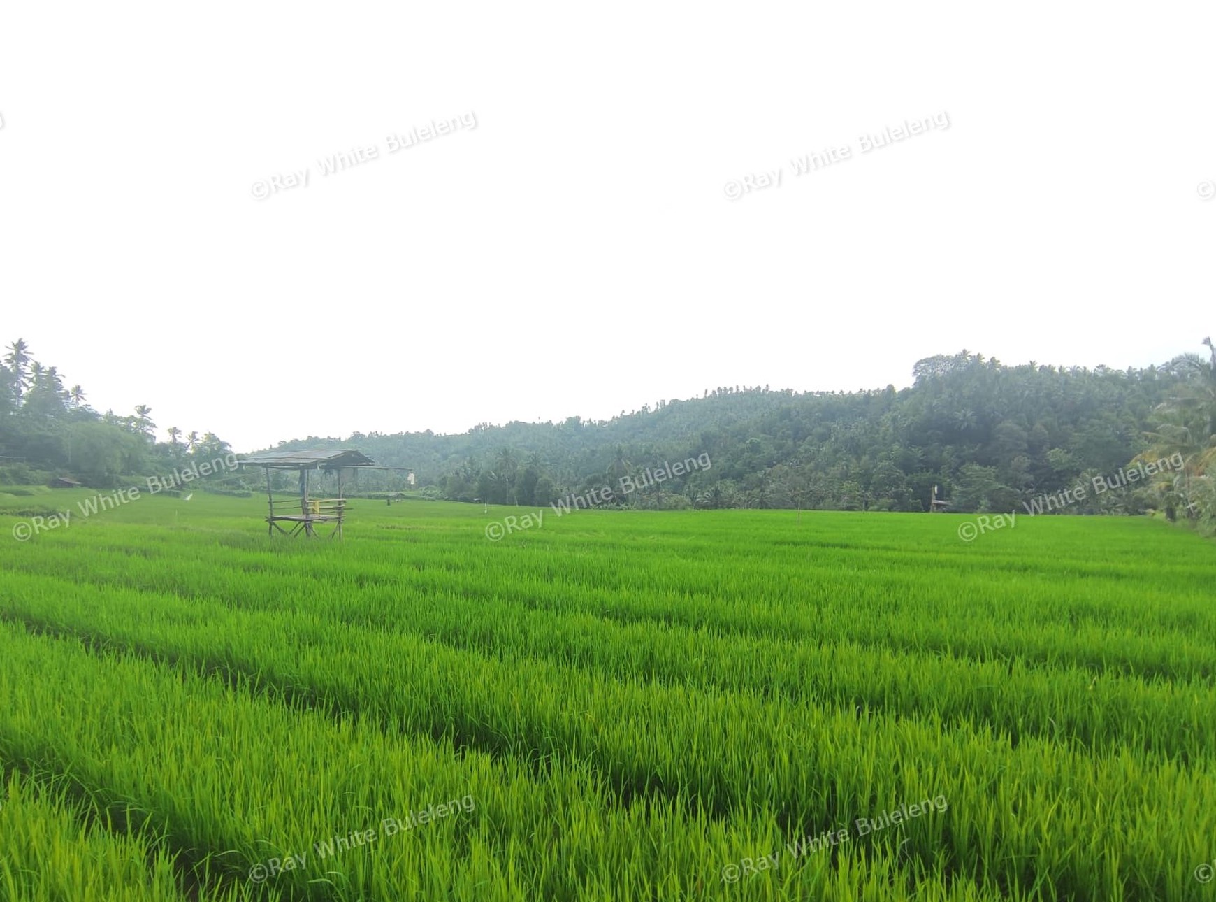 Huge Plot of Land with Great Road Access
