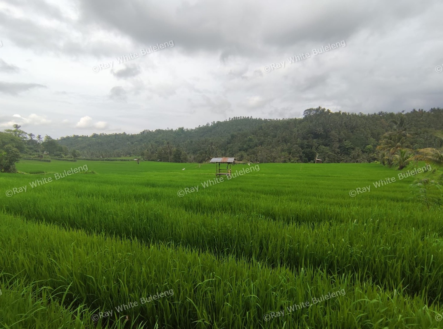 Huge Plot of Land with Great Road Access