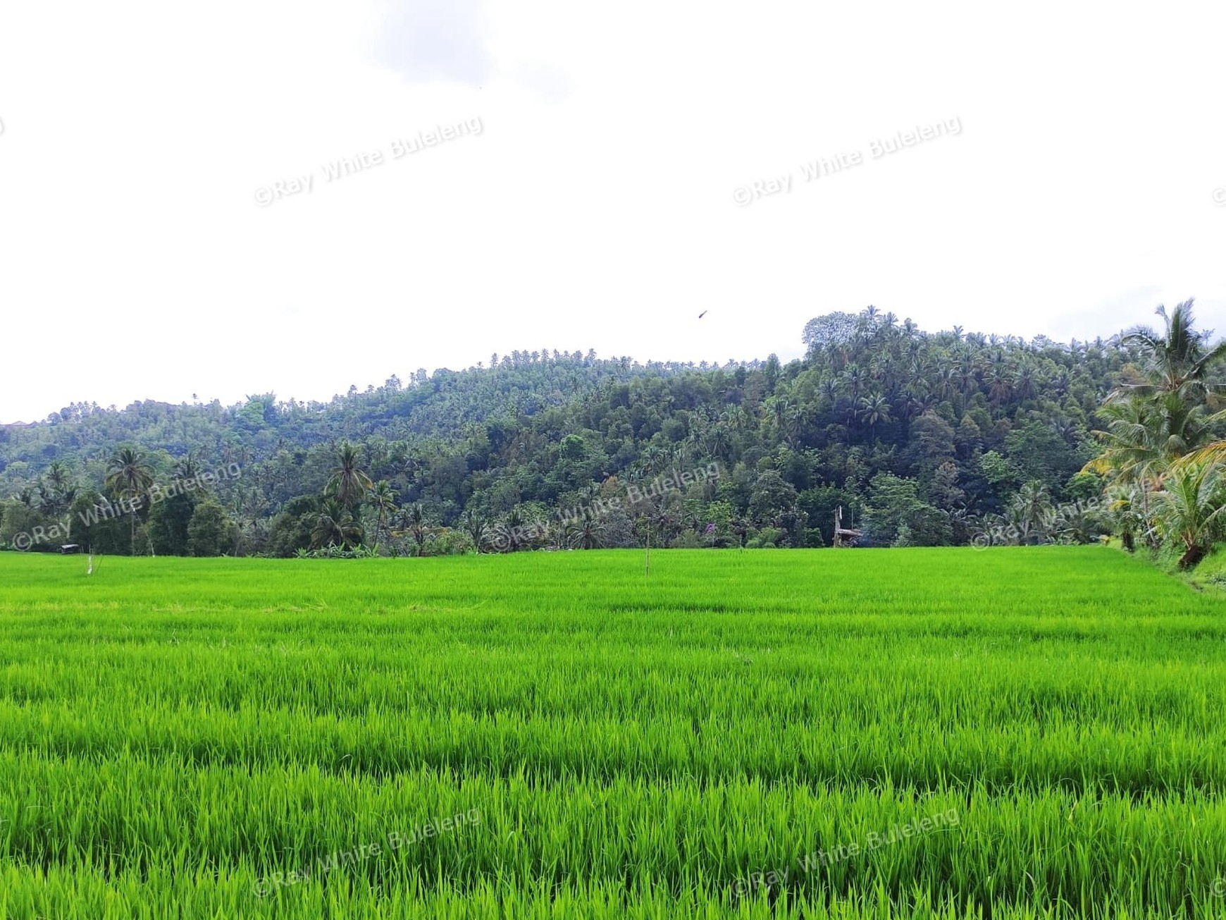 Huge Plot of Land with Great Road Access