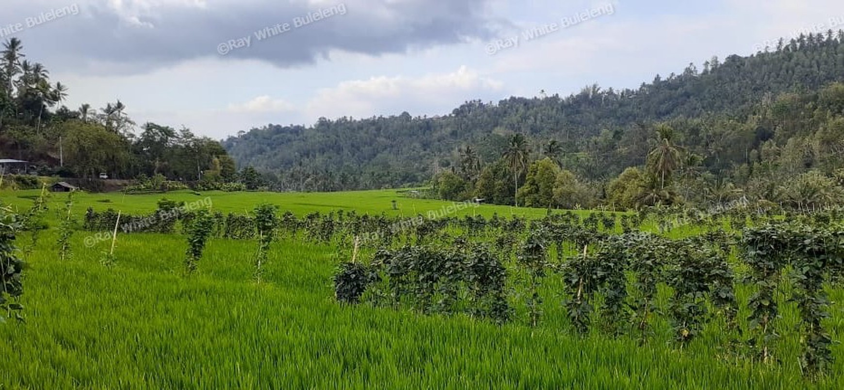 Huge Plot of Land with Great Road Access