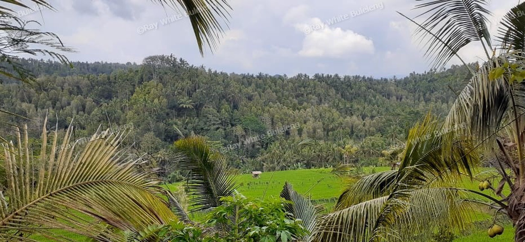 Huge Plot of Land with Great Road Access
