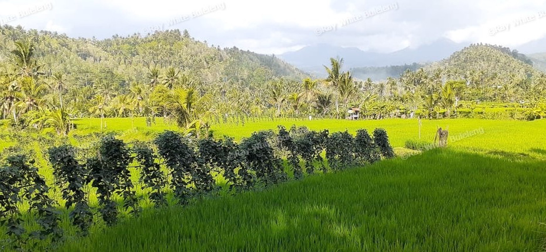 Huge Plot of Land with Great Road Access