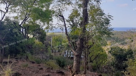 TANAH MURAH/ CHEAP LAND FOR SALE IN LOVINA
