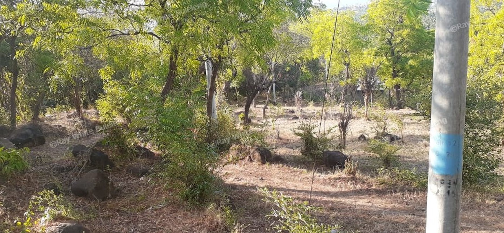 TANAH MURAH/ CHEAP LAND FOR SALE IN LOVINA