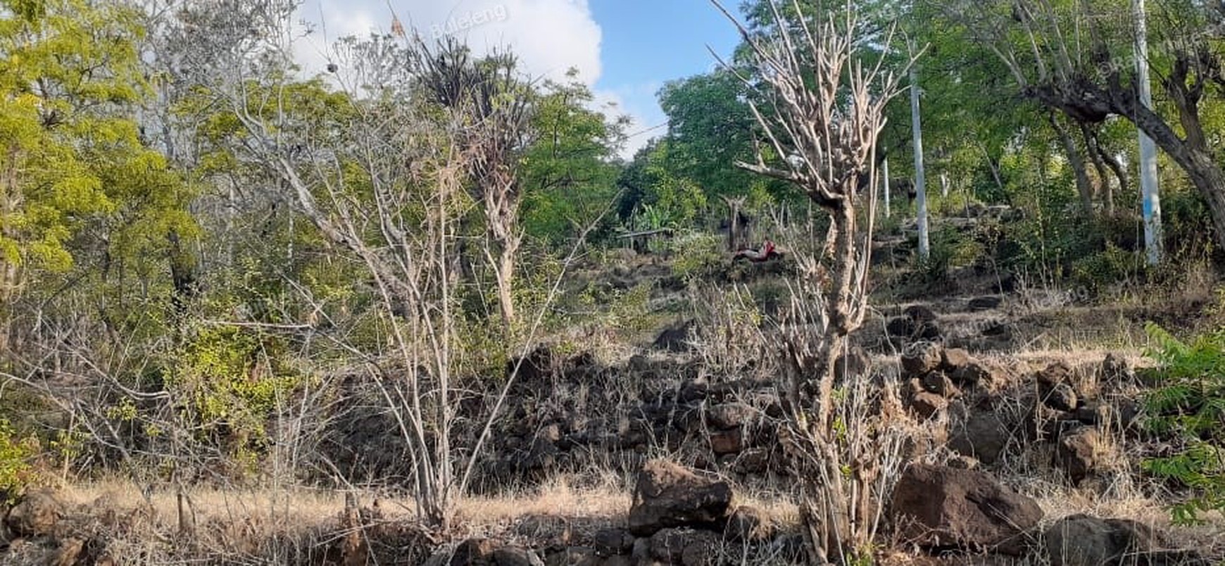 TANAH MURAH/ CHEAP LAND FOR SALE IN LOVINA