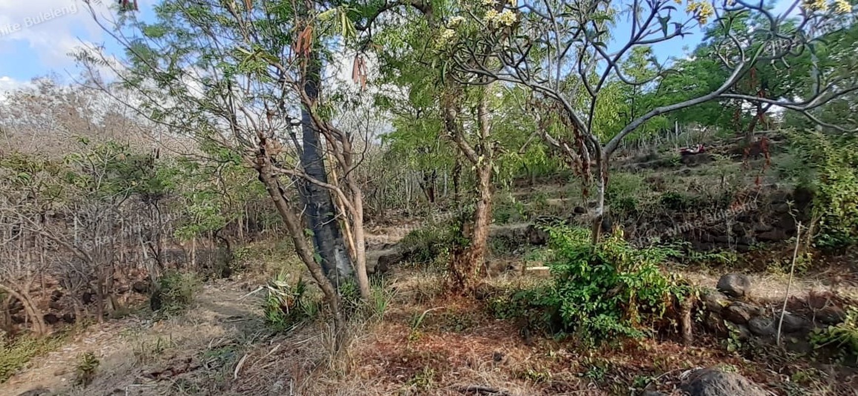 TANAH MURAH/ CHEAP LAND FOR SALE IN LOVINA