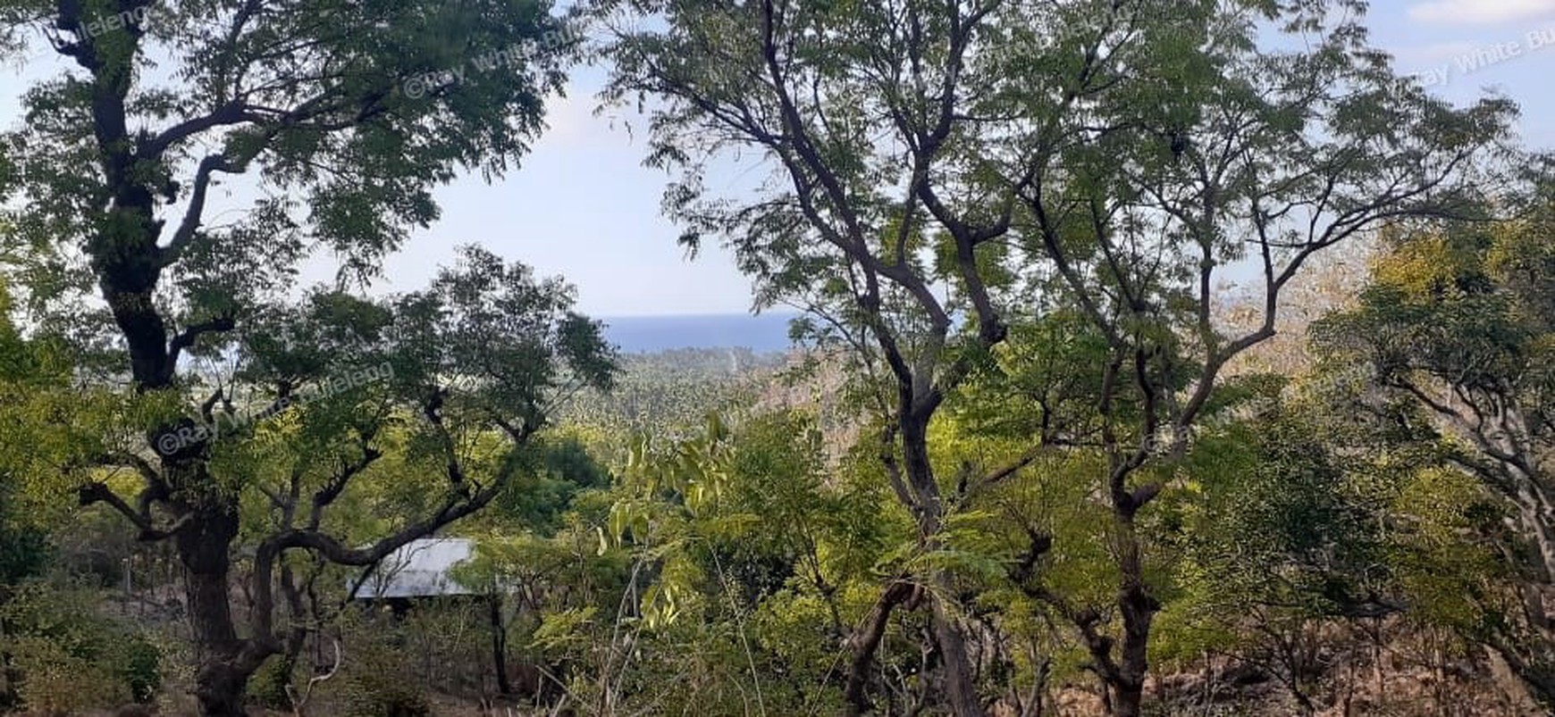 TANAH MURAH/ CHEAP LAND FOR SALE IN LOVINA