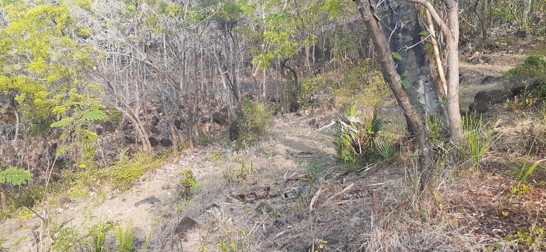 TANAH MURAH/ CHEAP LAND FOR SALE IN LOVINA
