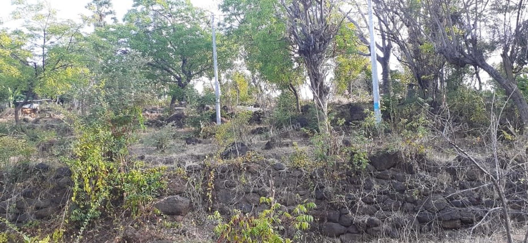 TANAH MURAH/ CHEAP LAND FOR SALE IN LOVINA