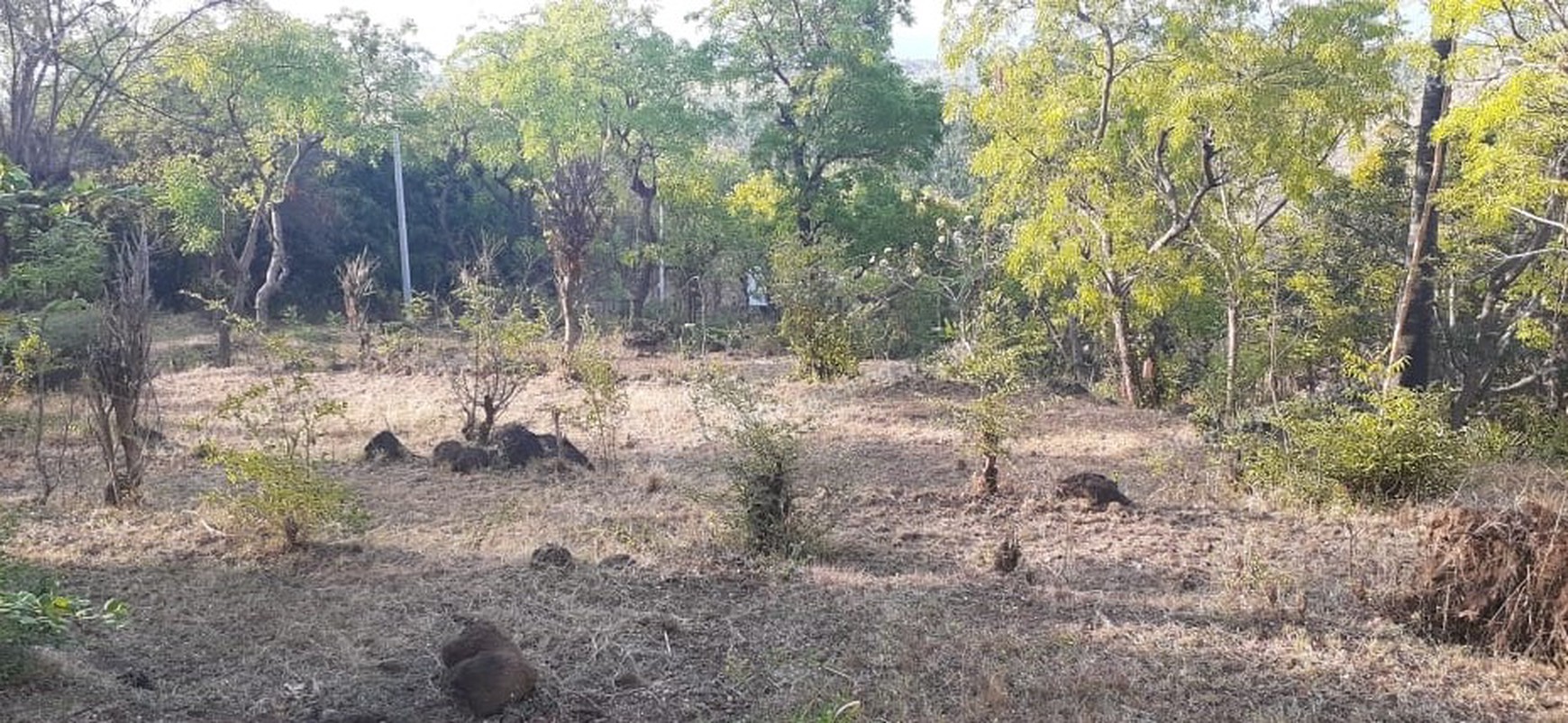 TANAH MURAH/ CHEAP LAND FOR SALE IN LOVINA