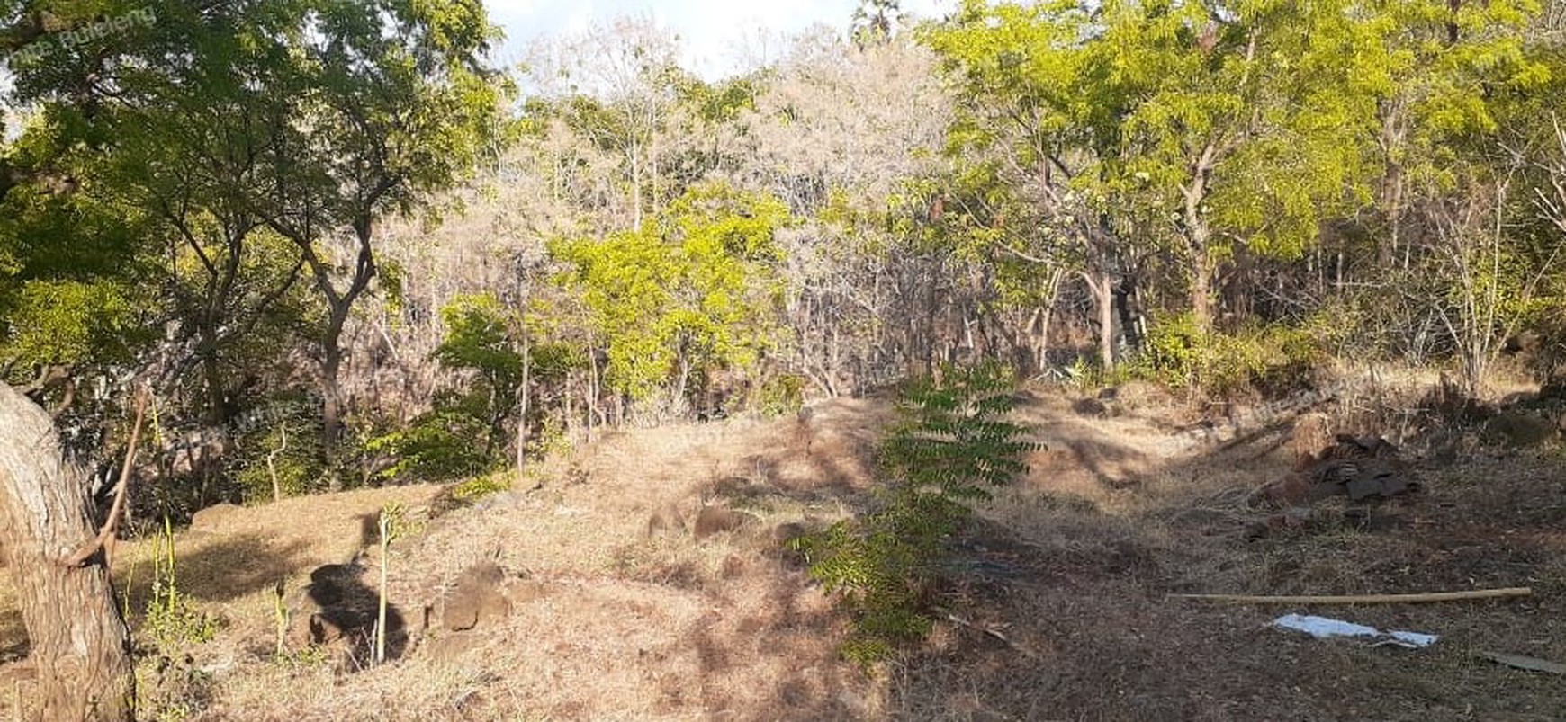 TANAH MURAH/ CHEAP LAND FOR SALE IN LOVINA