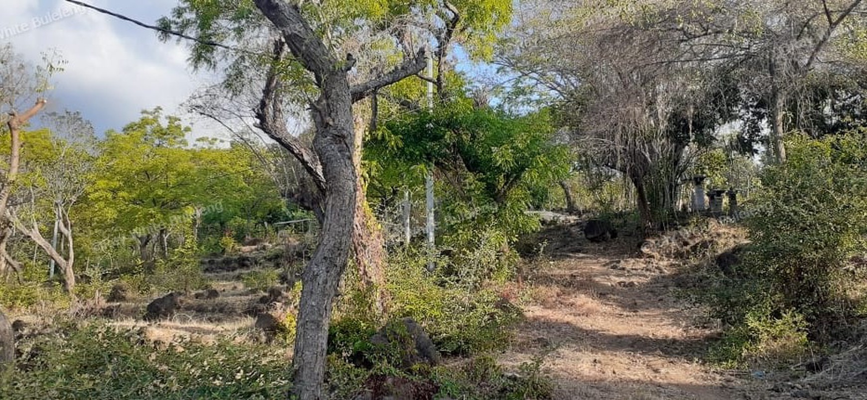 TANAH MURAH/ CHEAP LAND FOR SALE IN LOVINA