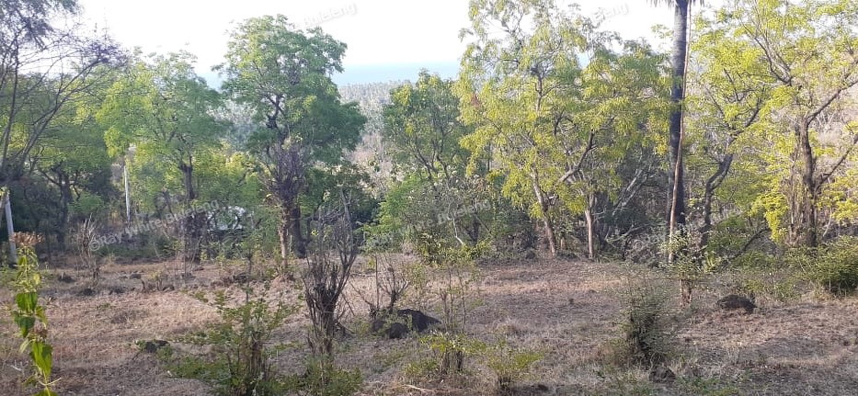 TANAH MURAH/ CHEAP LAND FOR SALE IN LOVINA
