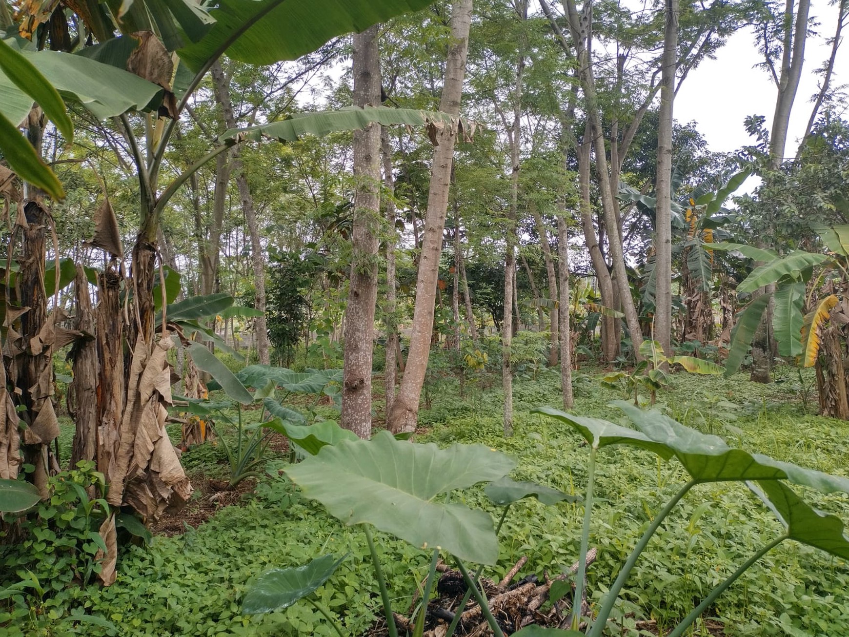 Dijual segera tanah di Klapa Nunggal setengah dari harga NJOP
